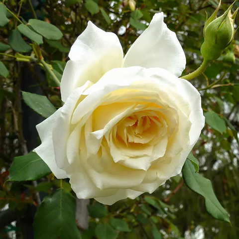 Climbing Rose