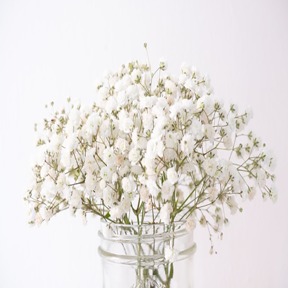 Baby's Breath