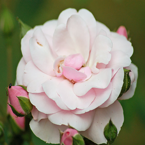 Floribunda Rose