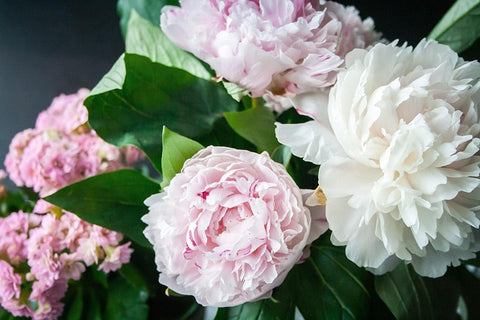 Peony