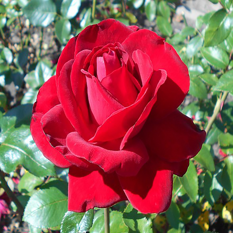 Hybrid Tea Rose