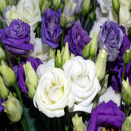 Lisianthus