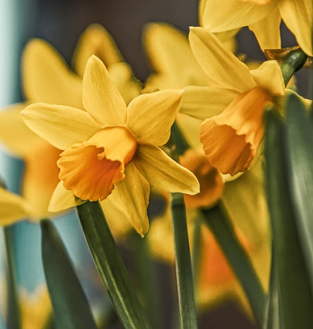 Fresh flowers delivered all throughout Taguig -get your very own flower arrangement today!