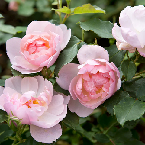 Shrub Rose